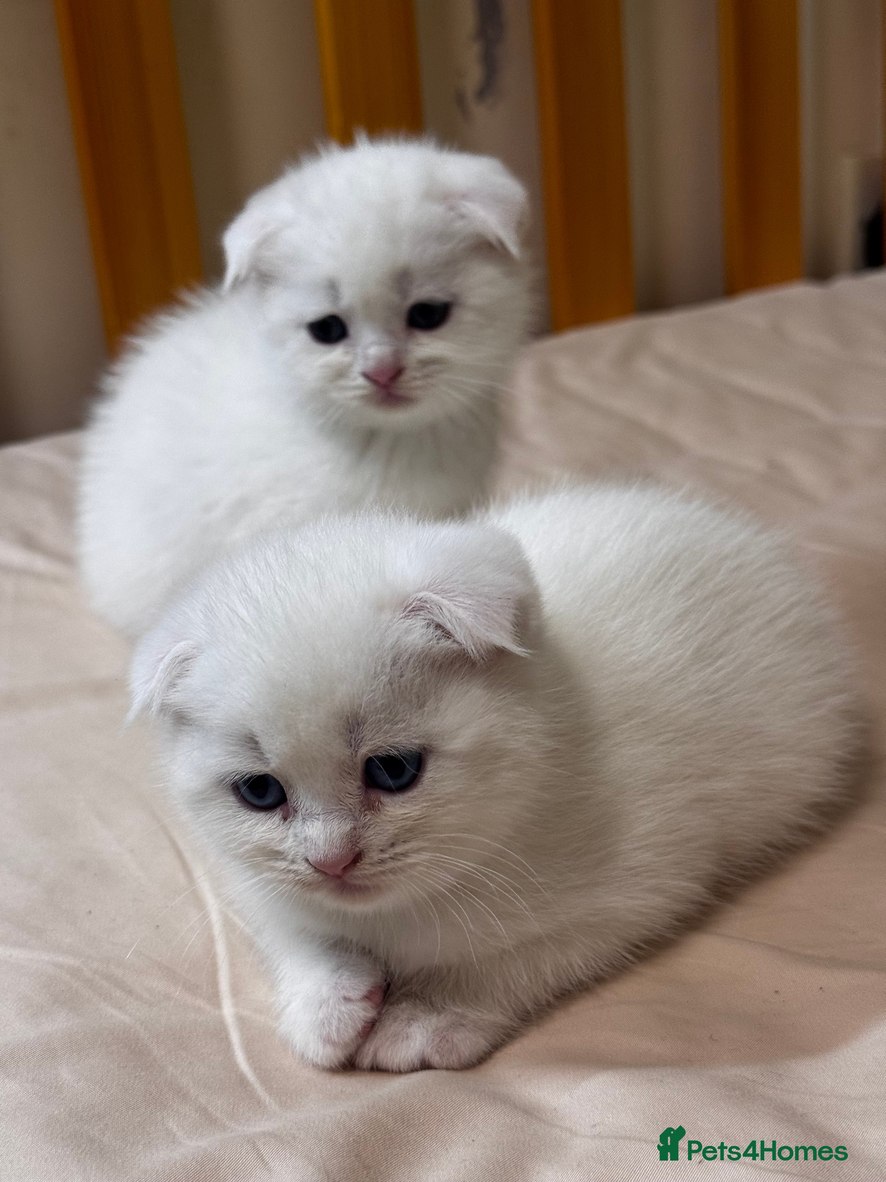 Scottish Fold cats Scottish Fold & Straight kittens  - Advert 15