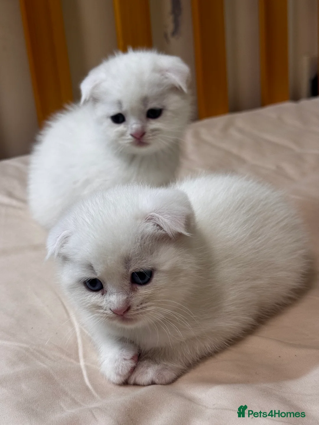 Scottish Fold cats for sale: Scottish Fold & Straight kittens  - Advert 17