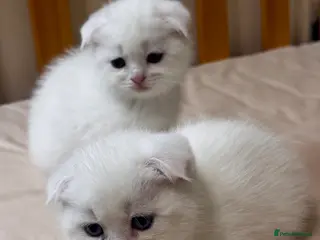 Scottish Fold cats Scottish Fold & Straight kittens - Advert 15
