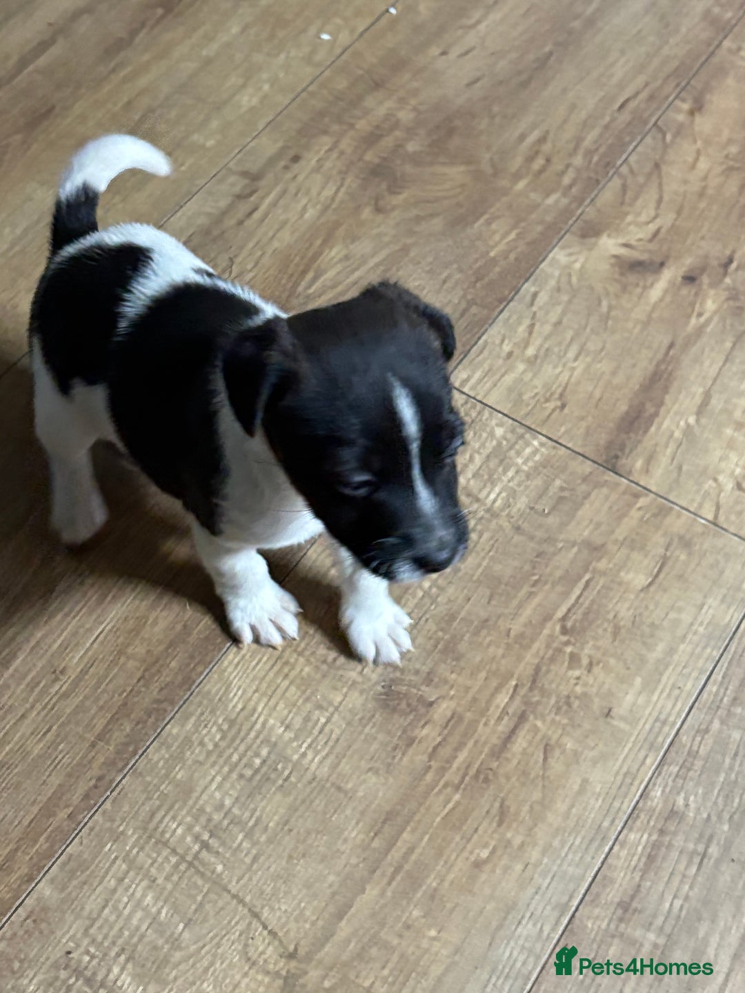 Jack Russell dogs for sale: Lovely jack Russel puppies - Advert 3