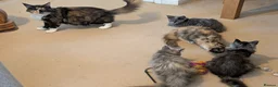 Maine Coon cats for sale: Pure maine coon kittens for sale - Advert 8