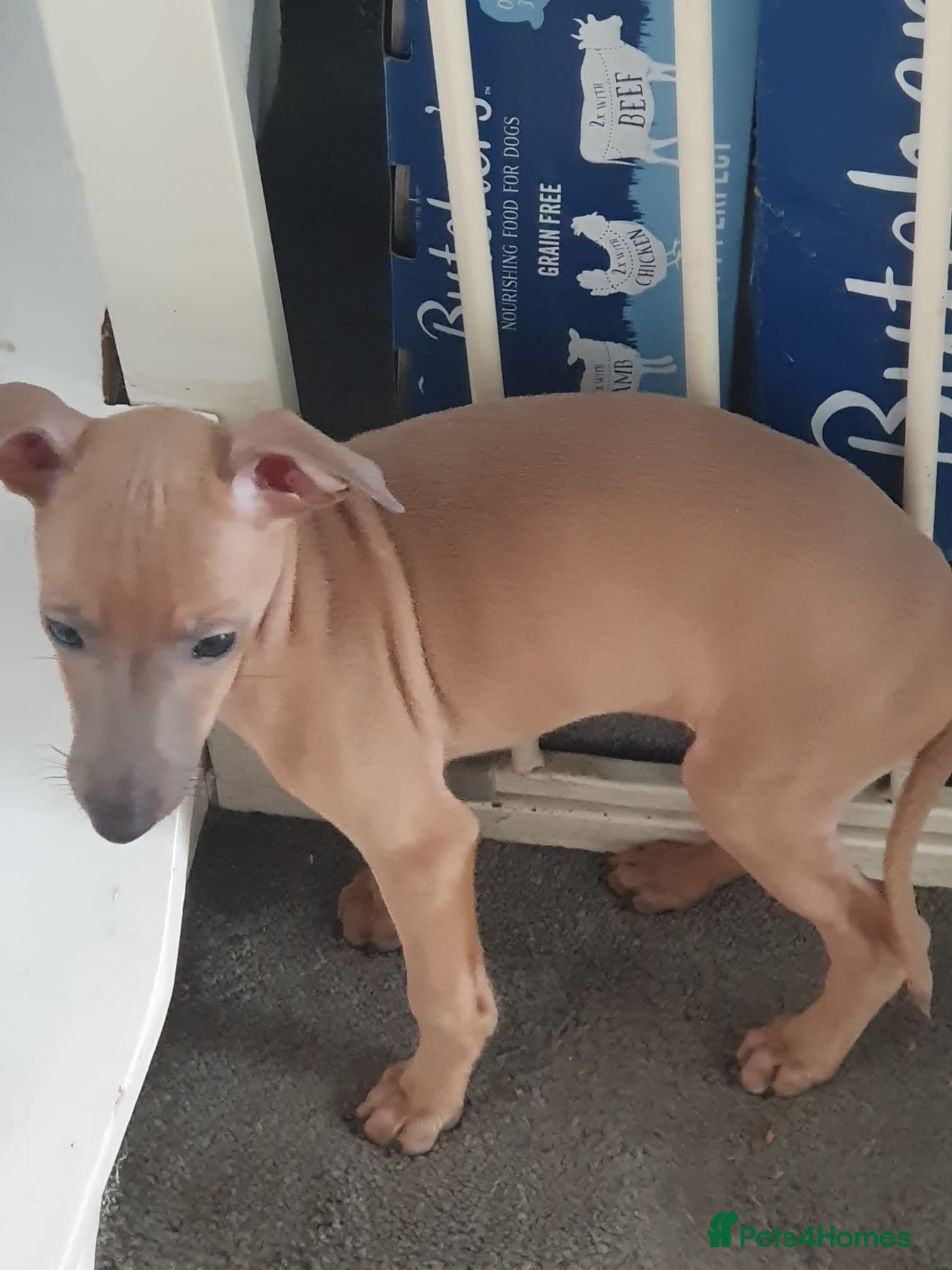 Italian Greyhound dogs Stunning kc Italian greyhounds  - Advert 2
