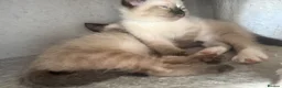 Mixed Breed cats for sale:  Beautiful Male Colourpoint Kittens - Advert 3
