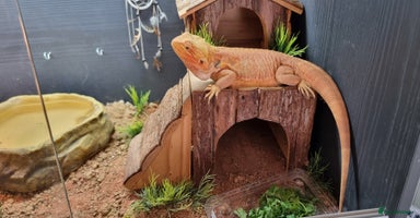 Bearded Dragon reptiles - Advert 11
