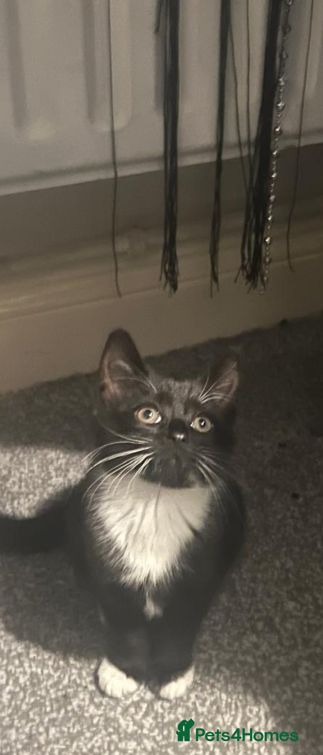 Mixed Breed cats Kittens - Advert 1