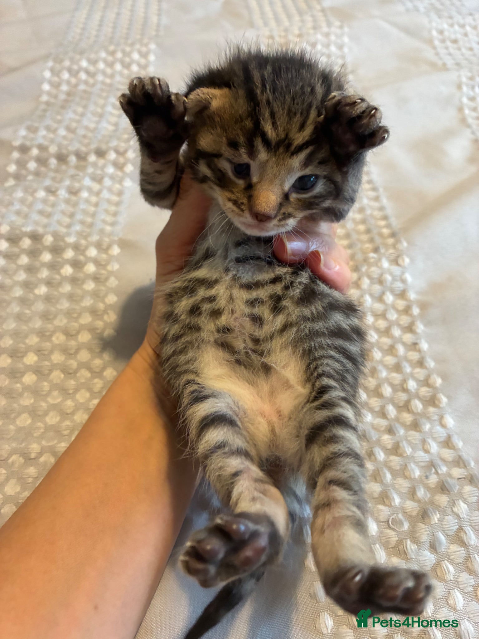 Bengal cats 5 Bengal x 1 snow lynx Bengal 2 brown spotted  - Advert 14