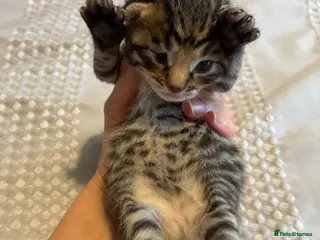 Bengal cats 5 Bengal x 1 snow lynx Bengal 2 brown spotted - Advert 14