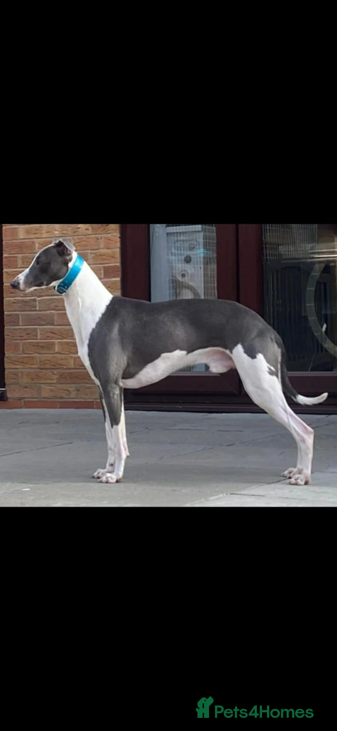 Mixed Breed dogs for sale: Whippet x Lurcher puppies - Advert 2