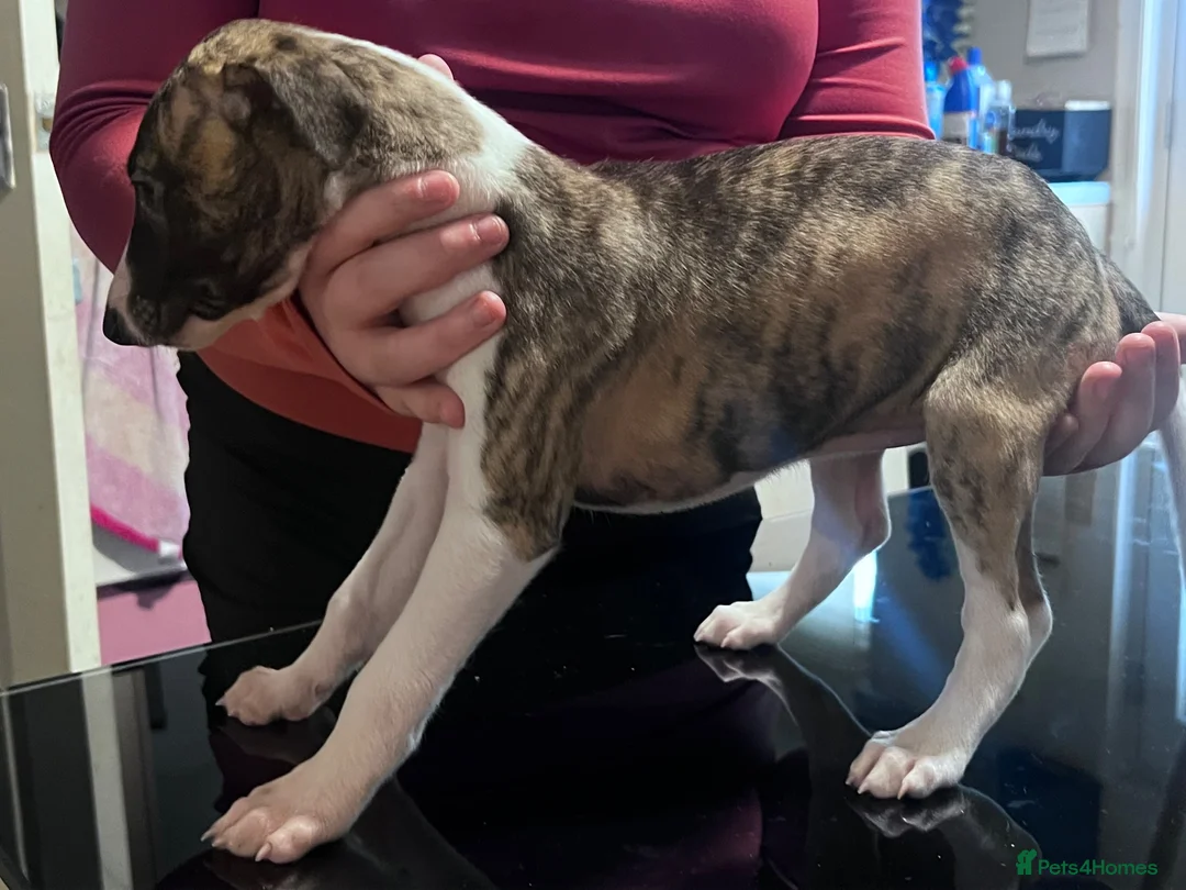 Whippet dogs for sale: whippet pups in Tredegar - Advert 2