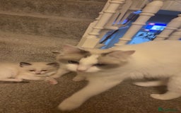 Ragdoll cats for sale: Ragdoll kittens  - Image 6