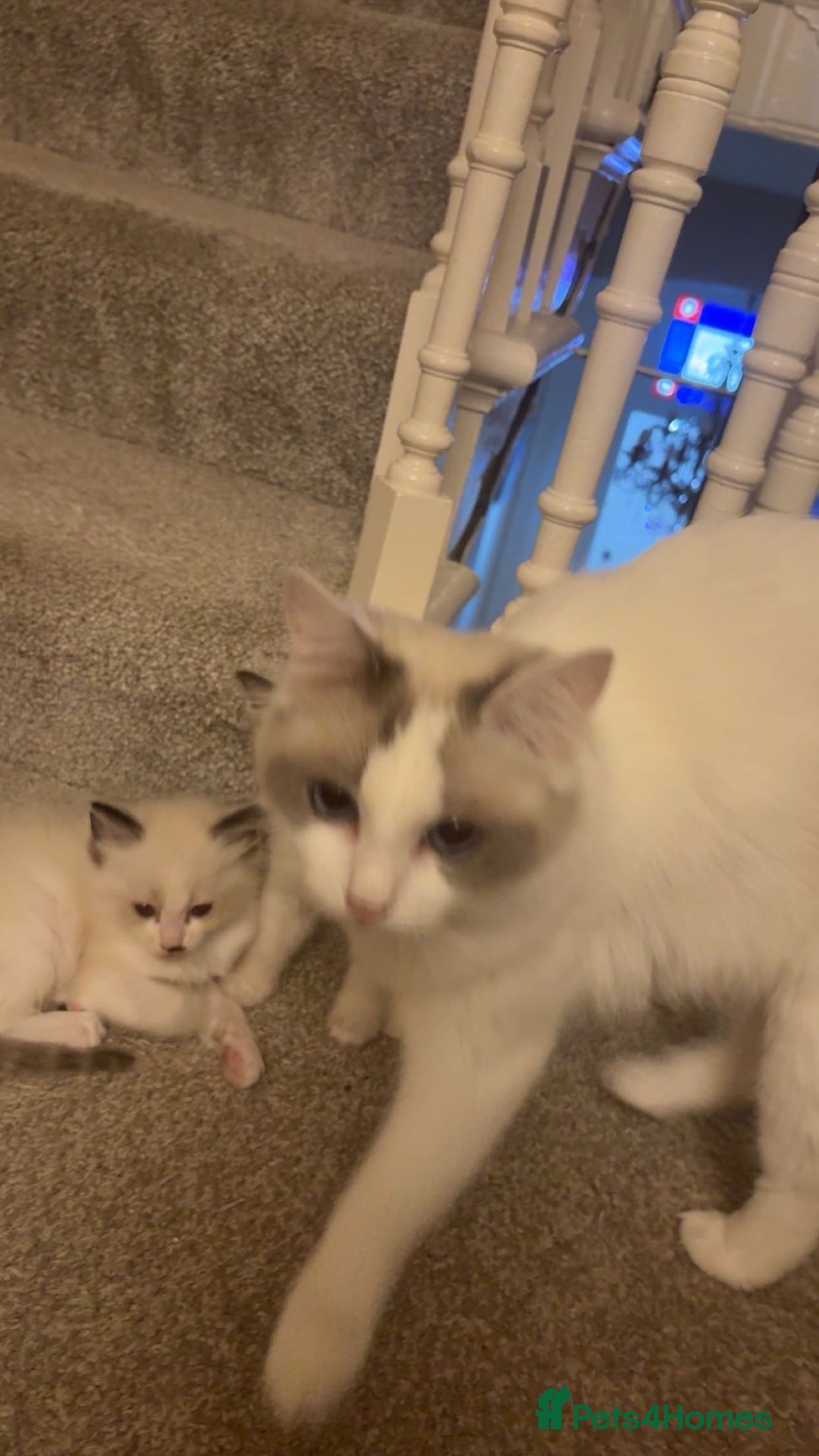 Ragdoll cats for sale: Ragdoll kittens  - Image 6