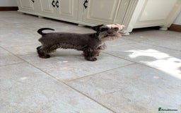 Miniature Schnauzer dogs for sale: 5* Licensed KC Toy Chocolate Schnauzers - Image 2