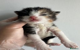Mixed Breed cats for sale: Mixed breed kittens for sale - Advert 5