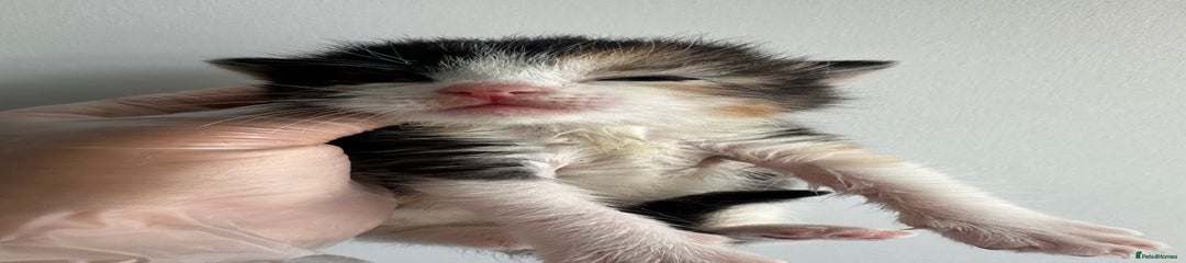 Mixed Breed female 1