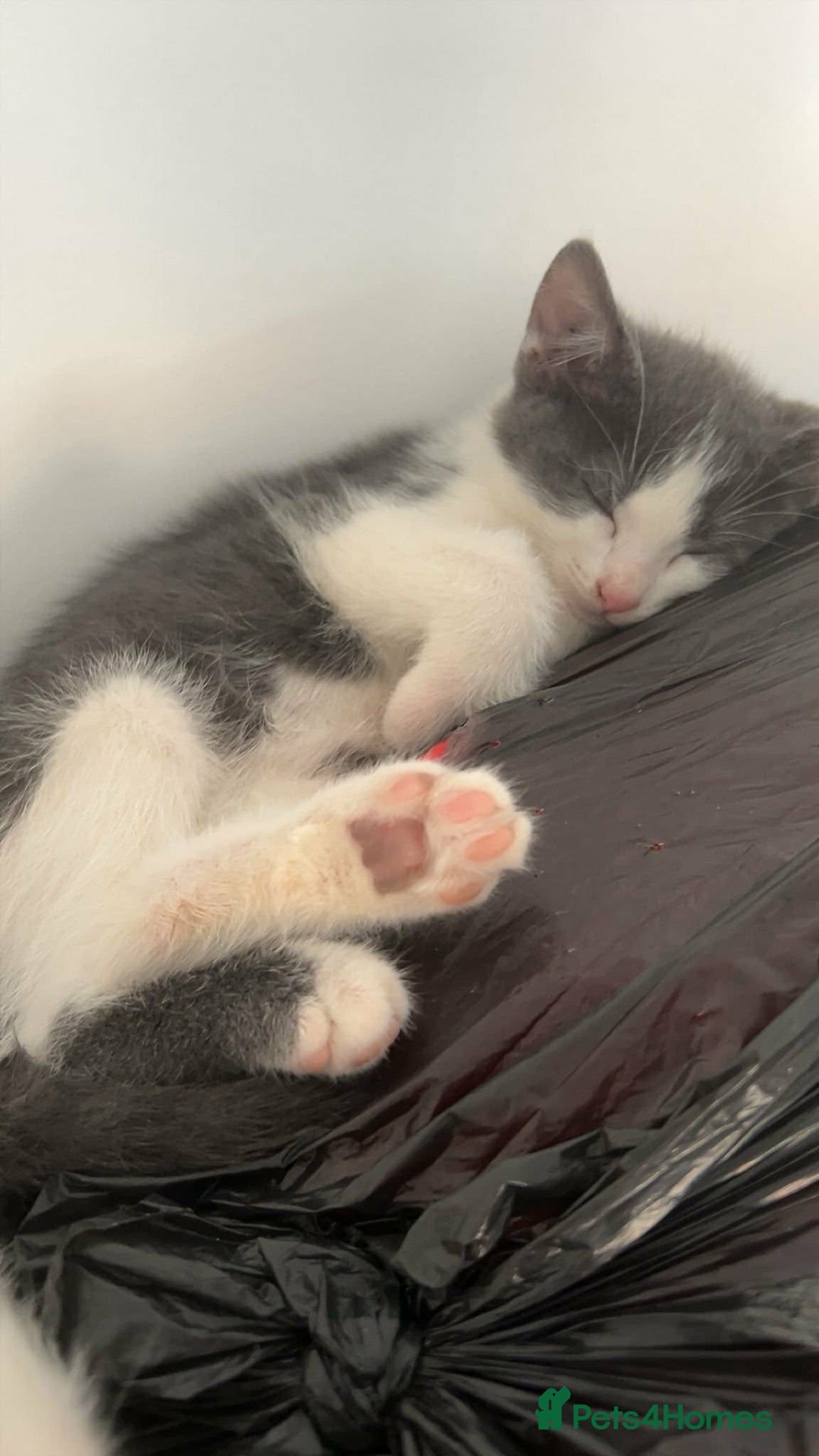 Mixed Breed cats for sale: 3 beautiful kittens for sale :)  - Advert 4