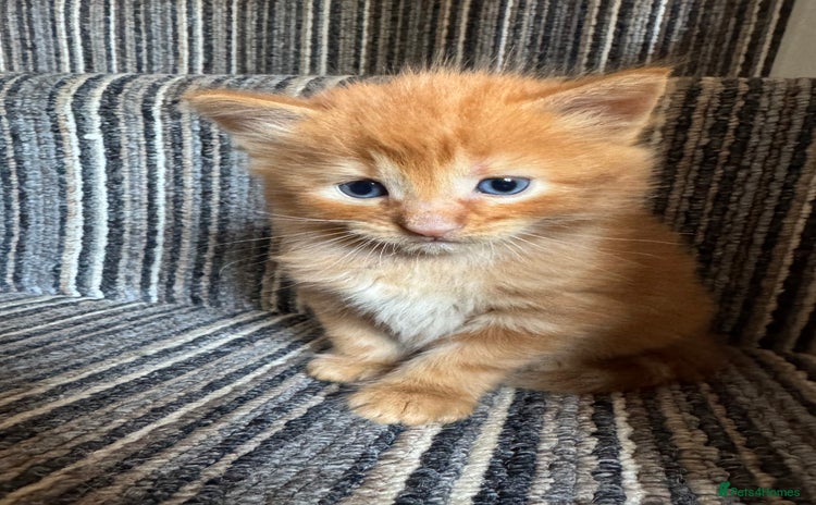 Mixed Breed cats - Advert 1