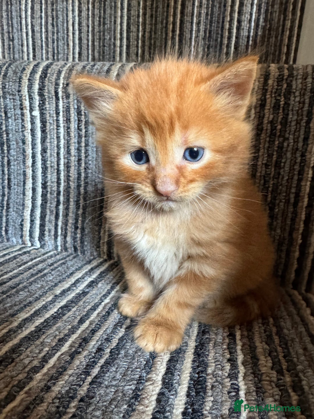Mixed Breed cats for sale: 3 beautiful fluffy kittens - Image 1