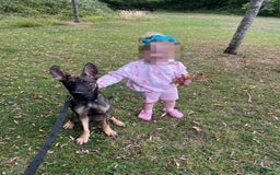 Mixed Breed dogs for sale: Finding Our Beloved Girl Her Forever Home - Image 4