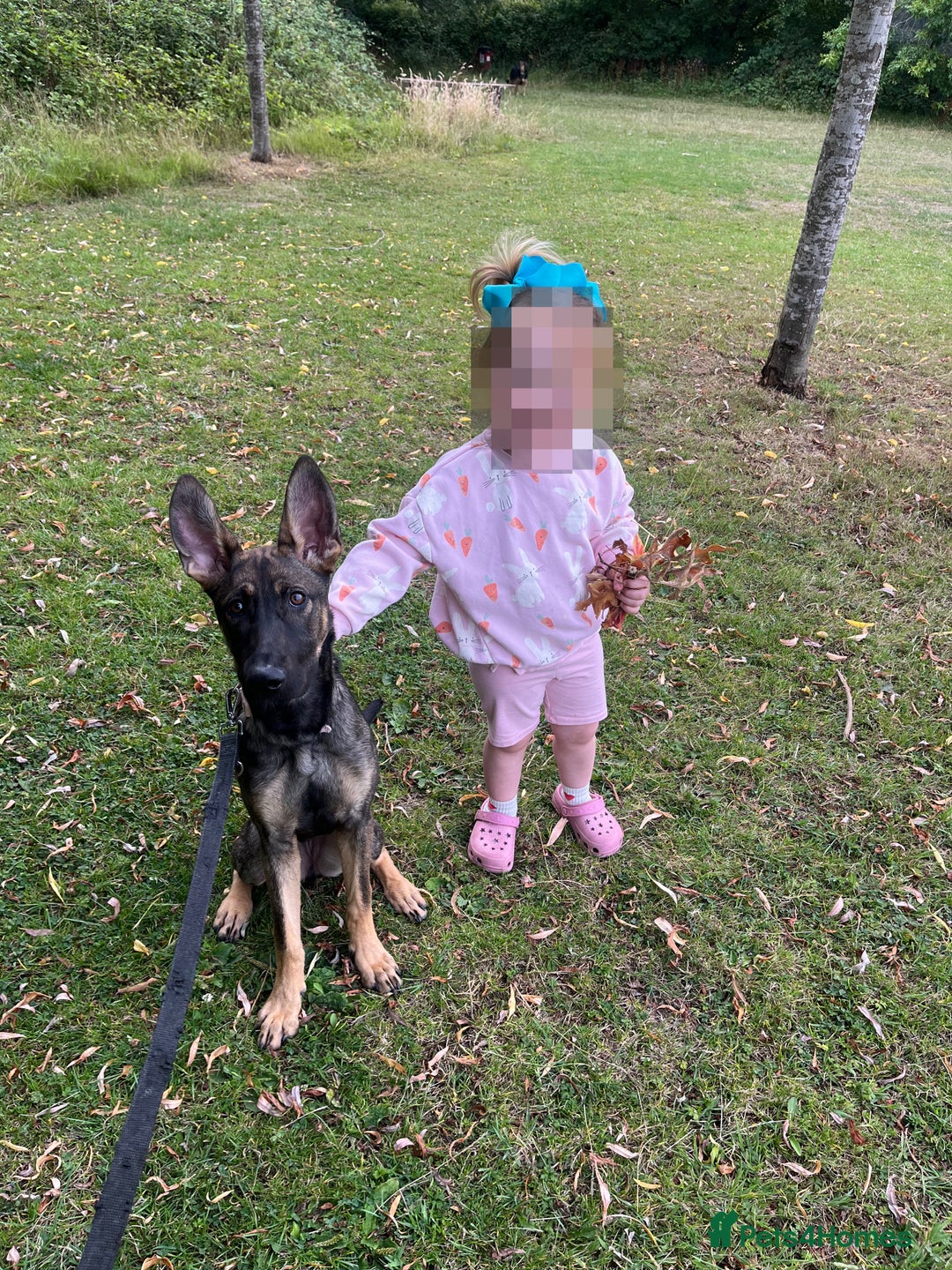 Mixed Breed dogs for sale: Finding Our Beloved Girl Her Forever Home - Image 4