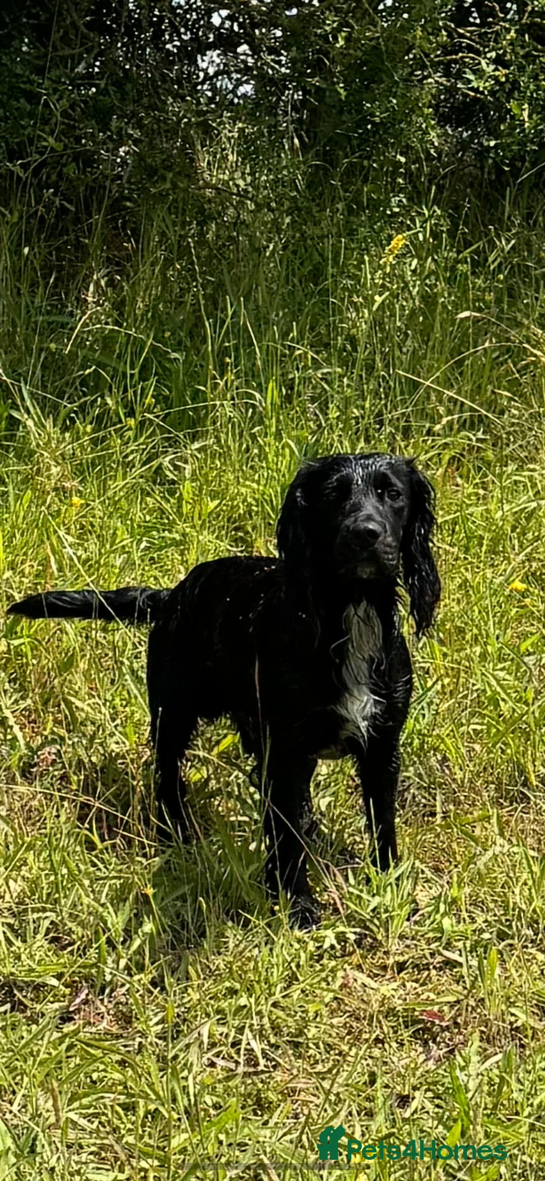 Cocker Spaniel dogs for stud: Working Cocker Spaniel available for Stud  in Chelmsford - Advert 8