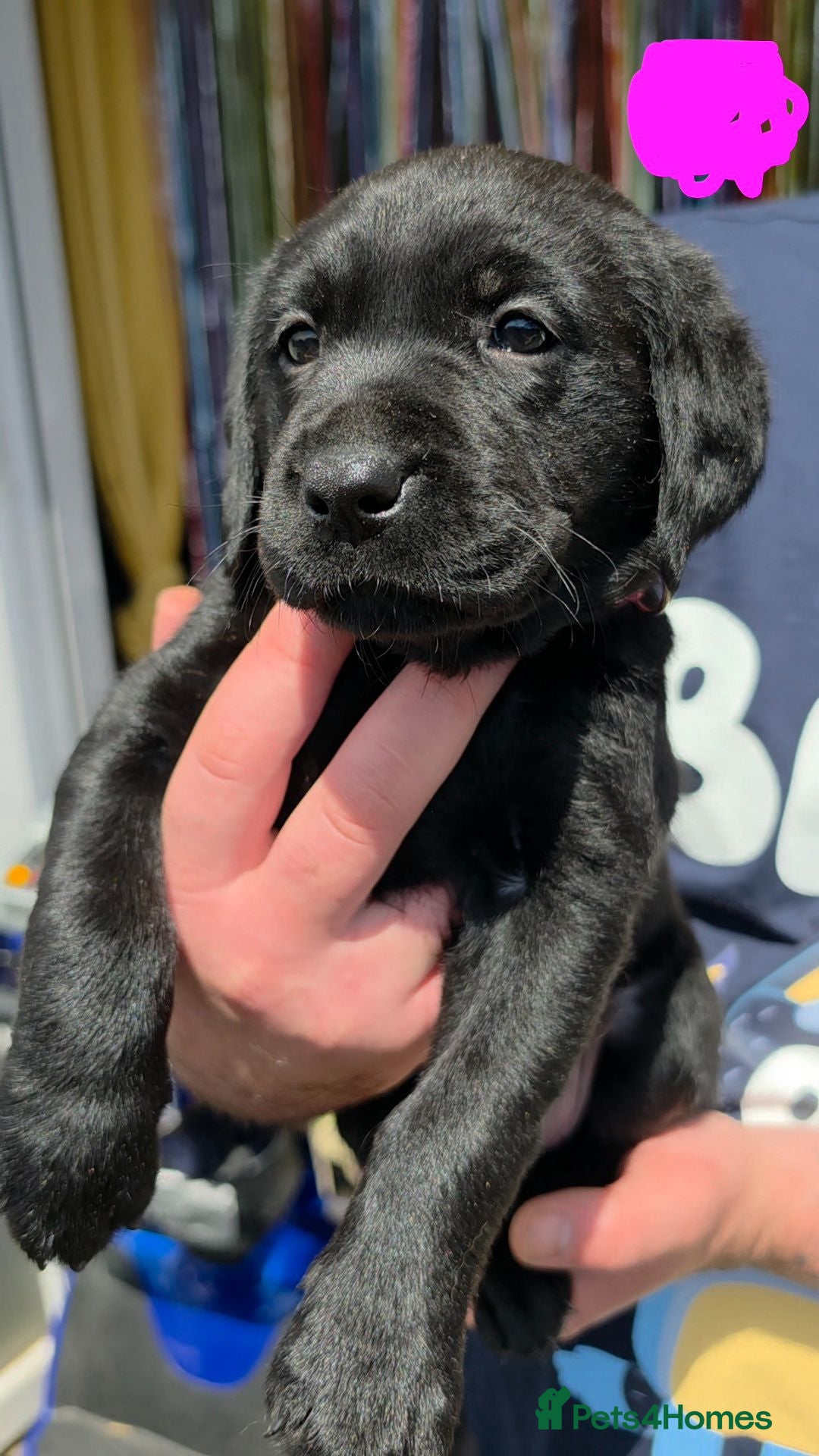 Labrador Retriever dogs STUNNING Pedigree Labrador Puppies - Advert 1