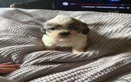 Shih Tzu dogs for sale: Shih zhus puppys - Image 13