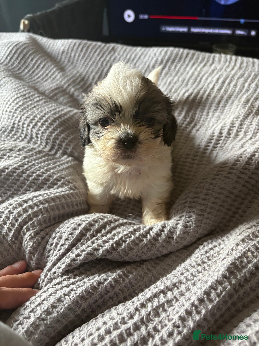 Shih Tzu dogs for sale: Shih zhus puppys - Image 13
