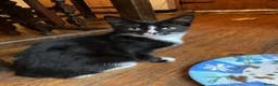 Mixed Breed cats for sale: 3 Litters of Loving and Playful Kittens  - Advert 25