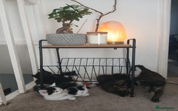 British Shorthair cats for sale: Lovely kittens looking for home - Image 3