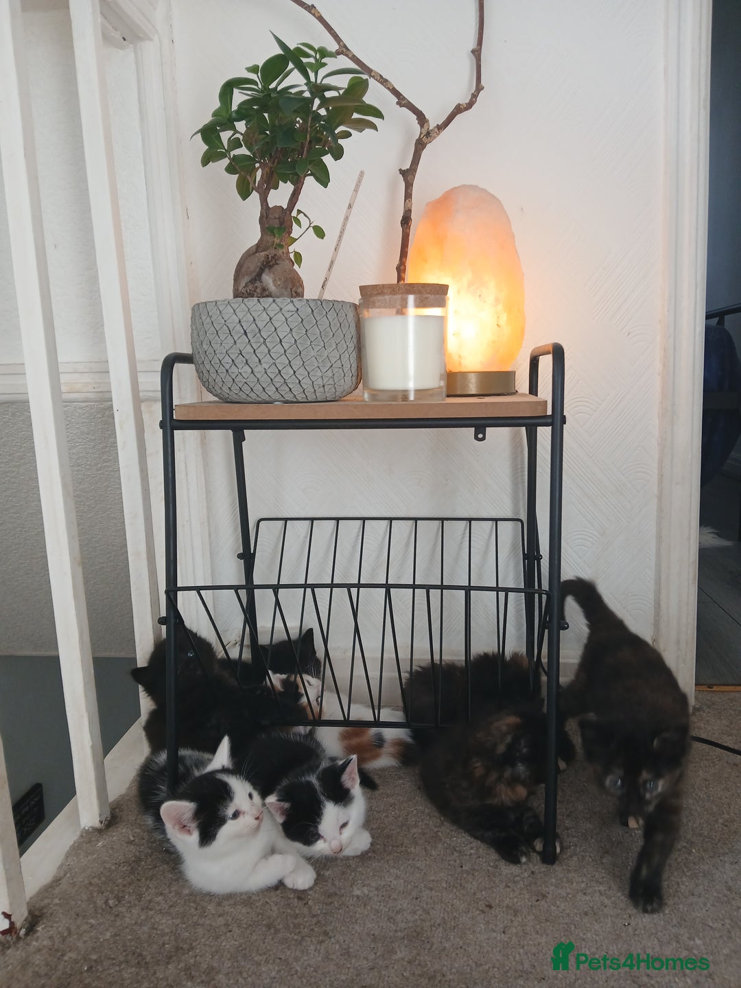 British Shorthair cats for sale: Lovely kittens looking for home - Image 3