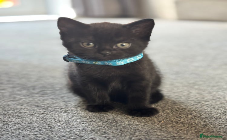 British Shorthair cats - Advert 16
