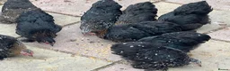 Chickens poultry for sale: 11 female point of lay Pekin for sales  - Advert 6