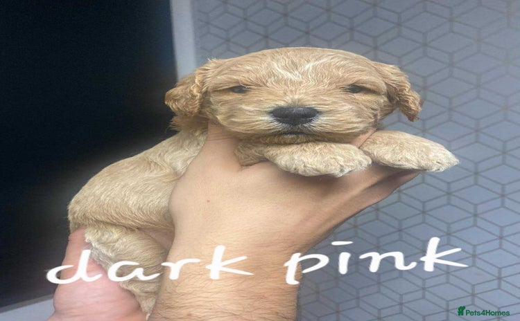 Mixed Breed dogs - Advert 1