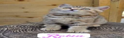 British Longhair cats for sale: 🧡🧸1 British Tabby SH Cutie 🍬🏡🥰 - Advert 10