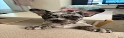 French Bulldog dogs for sale: Merle French Bulldog Puppy - Advert 4