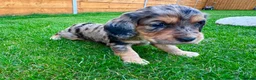 Cockapoo dogs for sale: Cockapoo Babies 🐾🐾🐾 - Advert 21