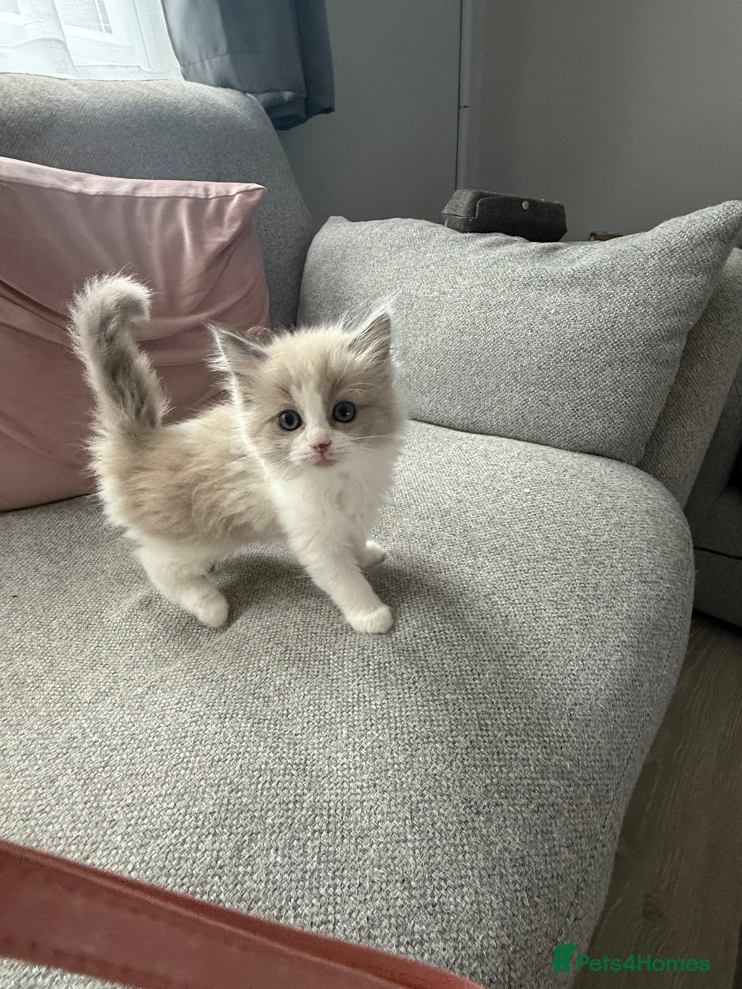 Ragdoll cats for sale: 2 ragdoll kittens - Image 6