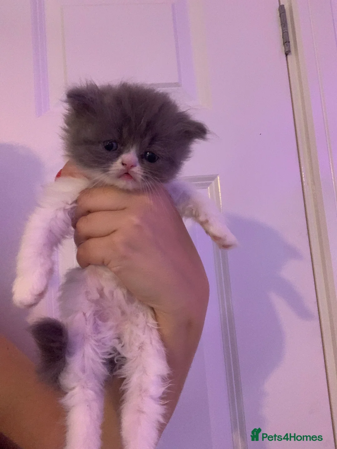 Persian cats for sale: Rainbow Persian kittens READY 14Th FEBRUARY  - Advert 7