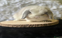 Mini Lop rabbits for sale: Mini Lop Doe/ READ BIO - Image 1