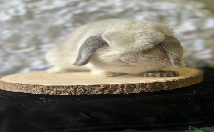 Mini Lop rabbits - Advert 2