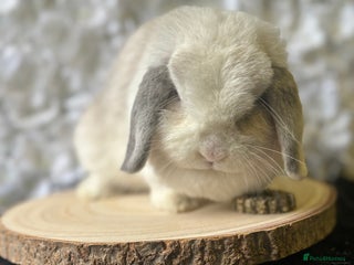 Mini Lop rabbits - Advert 10