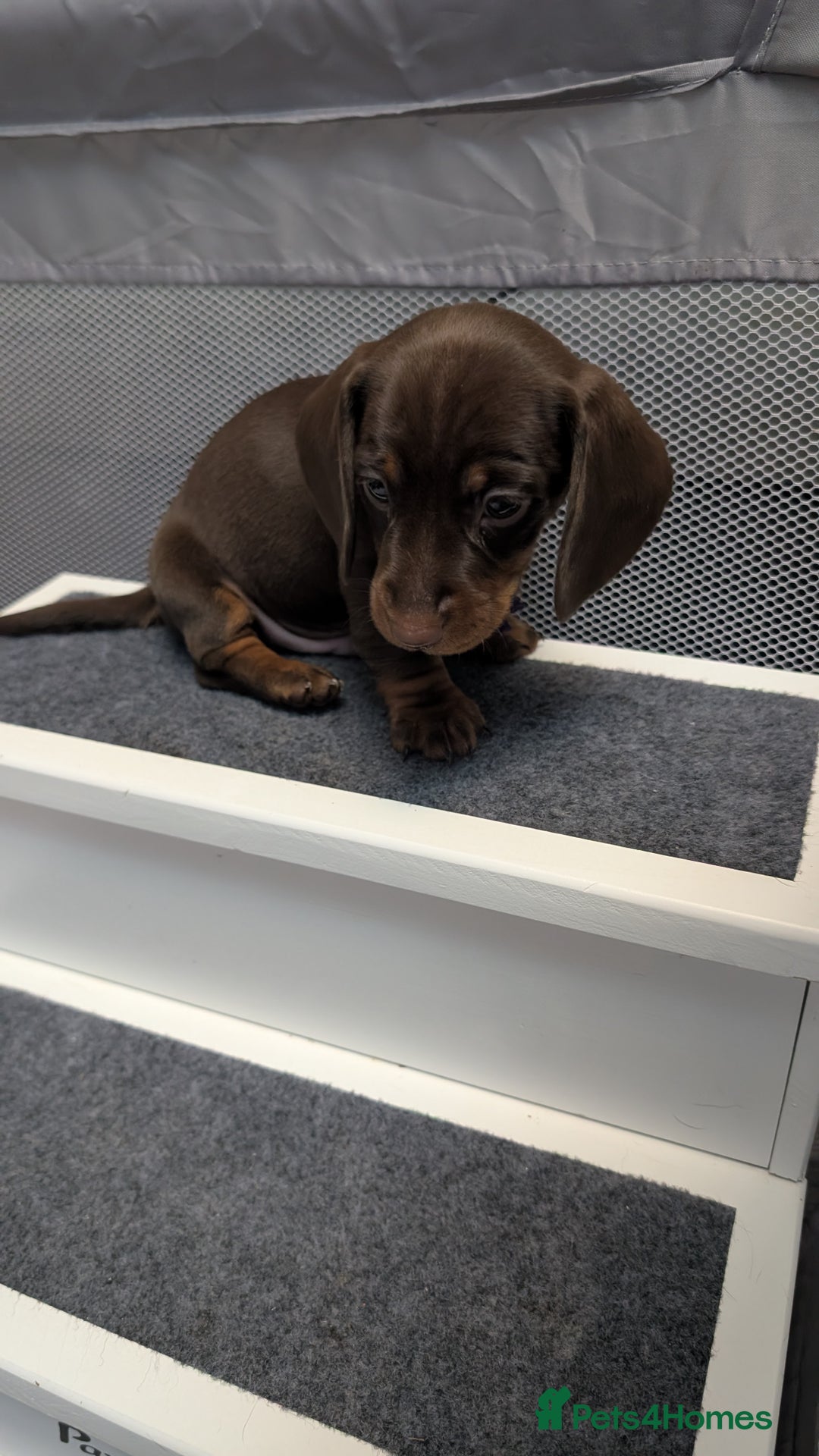 Miniature Dachshund dogs for sale: KC Reg miniature smooth hair daschund boy pups - Advert 23