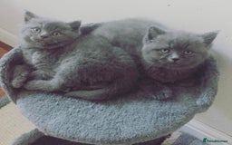 British Shorthair cats for sale: British shorthair Boys  - Advert 3
