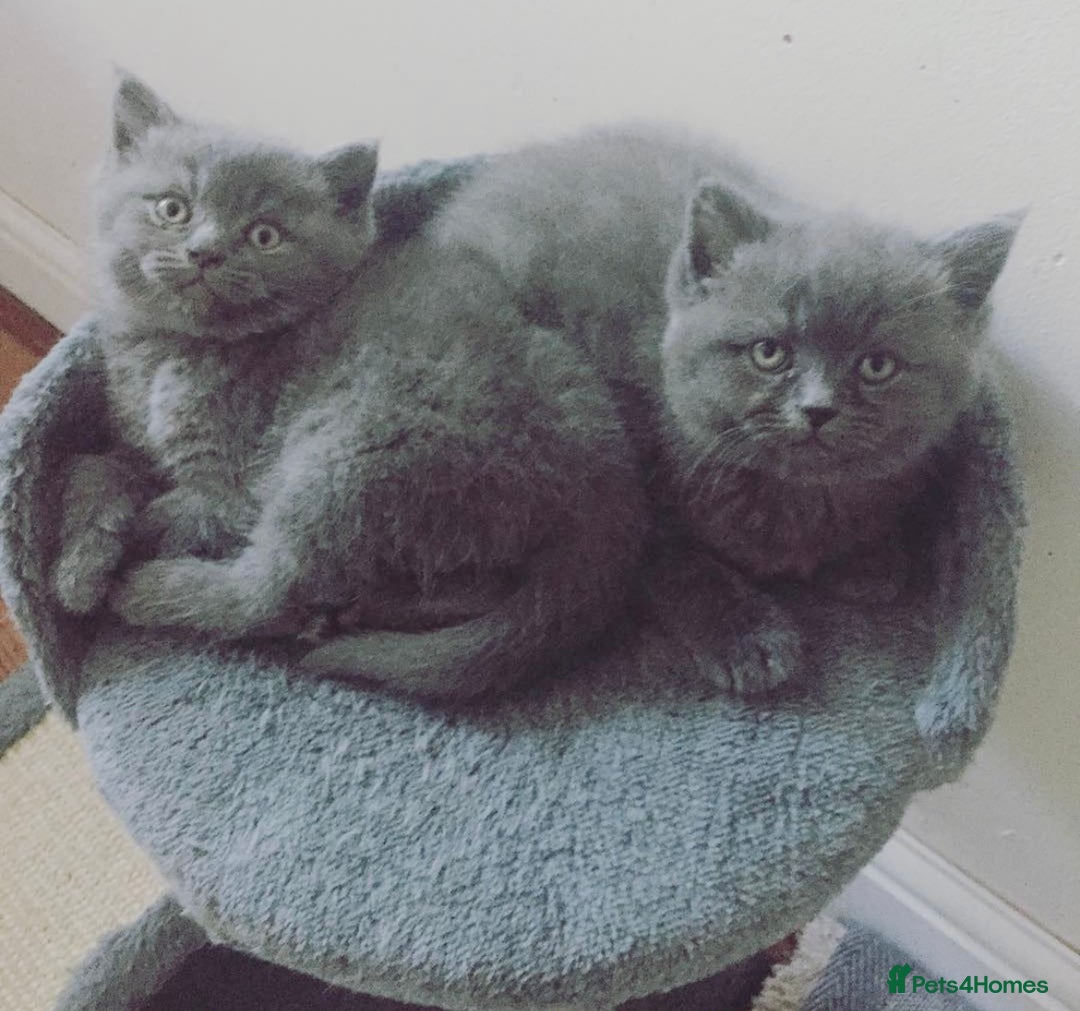 British Shorthair cats for sale: British shorthair Boys  - Advert 3