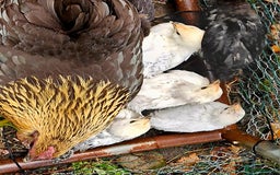 Chickens poultry for sale: Bantam family, hen, cockerel and 7 chicks - Image 2