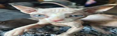 Sphynx Kitten 2