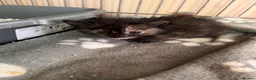 Mixed Breed cats for sale: 5 x kittens in Carnforth - Advert 7