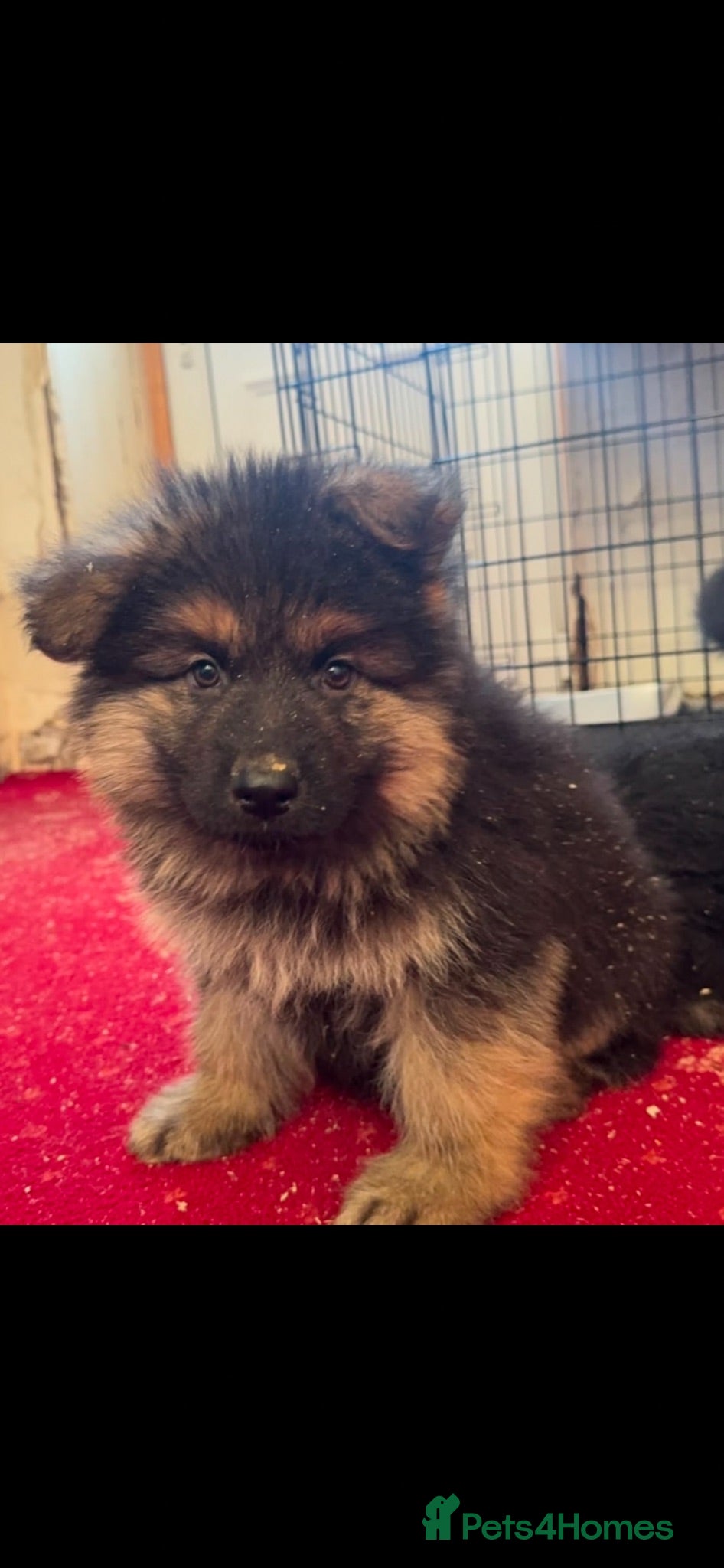 German Shepherd dogs German shepherd puppies  - Advert 1