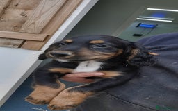 Cocker Spaniel dogs for sale: beautiful tri coloured working cocker spaniels  - Image 1