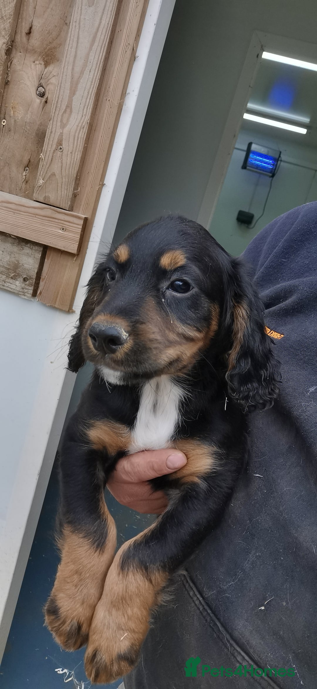 Cocker Spaniel dogs for sale: beautiful tri coloured working cocker spaniels  - Image 1